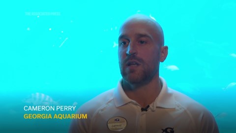 Where do whale sharks mate? The search to learn where the magic happens for the world's biggest fish