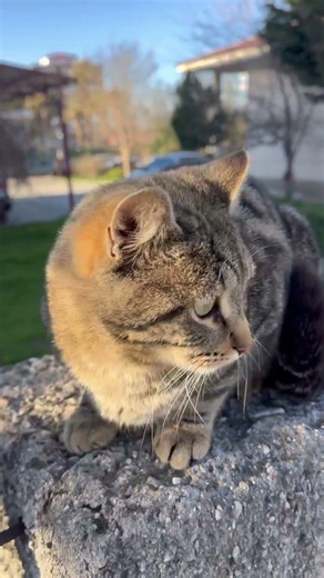 “Kediler insanın ruhunu okşar.”🩶#kesfet#keşfetteyiz#keşfetedüş#kedivideoları#catshorts#catvideo#cat