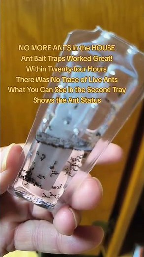 Ant Liquid Bait Traps Update #shortsfeed #liquidantbait #antbaittrap