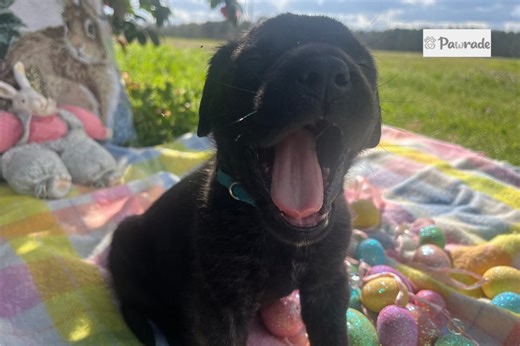 Henry - Mastiff Puppy 1006C9