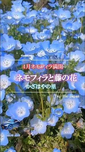 Nemophila and wisteria in full bloom on April 18th at Kazahaya no Sato, Tsu City, Mie Prefecture,...