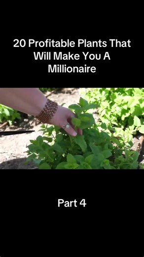 20 Profitable Plants to Cultivate for Wealth