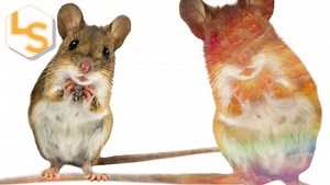 How mice help us understand illusions of the mind