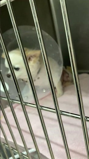 【外科症例報告】犬の悪性肥満細胞腫に対する二度の広範囲切除（根治的切除から救済的・緩和的皮弁形成術へ）