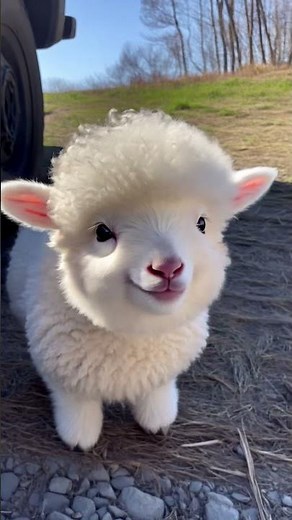 Cutest Baby Sheep Ever! 🐑💕 | Adorable Moments #shorts #animals #wildlife #sheep #cuteanimals