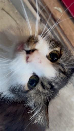 Petting Sweet Thor!