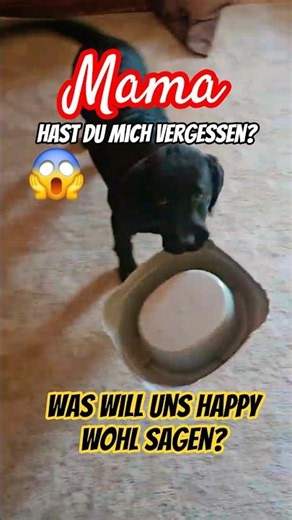 😲😱 Mom, did you forget about me? I'm getting hungry. Happy the Labrador puppy wants to tell us so...