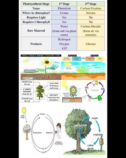 Photosynthesis Stages #geneticteacher