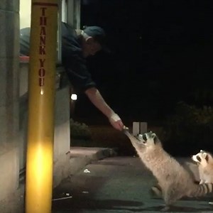 133K views · 6.4K reactions | Racoons getting their dinner from this drive through place! 劣 | MetDaan Tips | Facebook