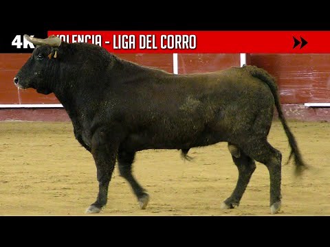 4K ▪ VALENCIA ▪ FALLAS ▶ LIGA DEL CORRO 2022