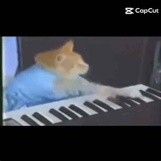 cat piano meme