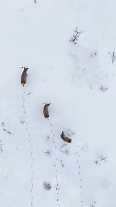 Deer and horses are enjoying the whole white world during winter. 🦌🐎❄️ #deer #horse #wildlife | Across Inner Mongolia