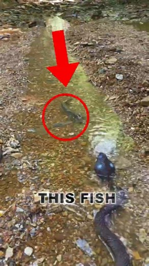 Smart Fish Pretends to Be Dead… But Wait for It! 😳🐍 #fish
