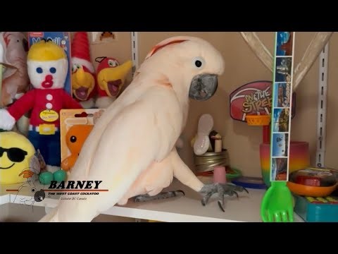 Gotta take a couple calls on the railing, then it’s time to go grab a toy! 😃🧡