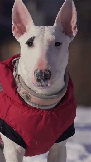 Bull Terriers: You either love them or hate them. But do you know the truth?