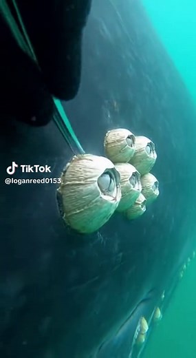 Exploring Dense Whale Barnacles: A Unique Underwater Encounter
