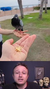 Are street pigeons "wild" or "feral" animals? These two are often used interchangeably, but animal breeders use them in very different ways. | Stated Clearly