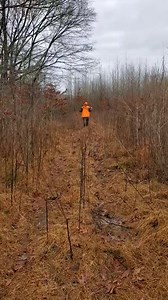 9.9K views · 129 reactions | The beagles are chasing two different rabbits | Catron's Kennel | Facebook