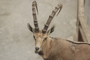 The Blogs: Nature of Ein Gedi – a Photo Essay