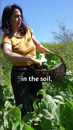 HIGH YIELDS FOR CLIMATE CHANGE #permaculture #foodforest #climatechange #solutions