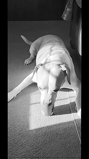 Goosebumps 🍦🐾 #fyf #fyp #fyfyfyfyfyfyfyfyfyfyfyfyfyfyfyfyfyfy #dogsoftiktok #dogdad