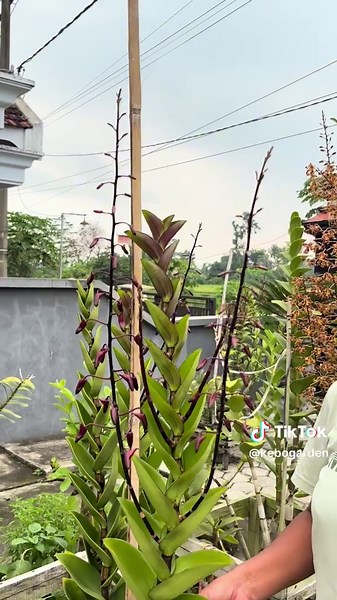 kebo garden on TikTok