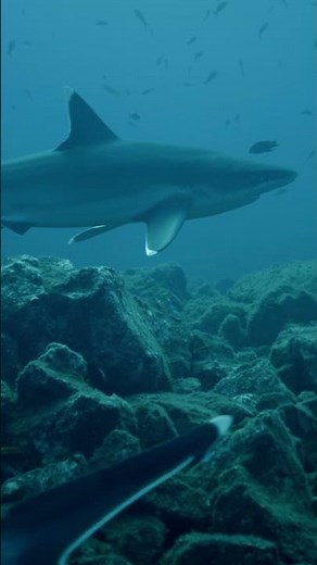 How Do Sharks Sleep? 🦈