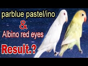 Albino red eyes & parblue pastel/ino pairing result | creamino, decino/ Albino red eyes | video (15)