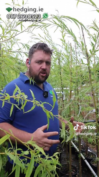 Expert Tips for Hedging Trees in Your Garden