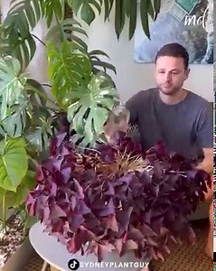 This is why water is so important for plants! | MetDaan DIY
