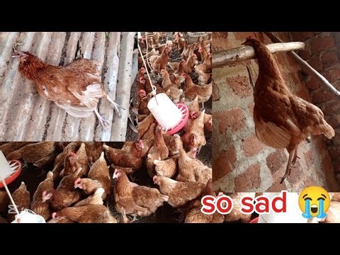 How the worker destroyed my chicken 🙆😭😭