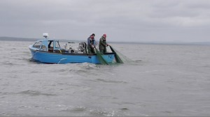 6.1K views · 62 reactions | Meet the men who catch Lough Neagh Eels - We learn of two different fishing techniques Lough Neagh Fishermen's Co-operative Society Watch all TouTV Videos here: https://youtu.be/YyPS7XBb8BY | Food NI | Facebook