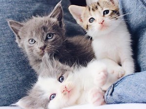 My Cat's Fur Is Changing Color - Is It Normal?