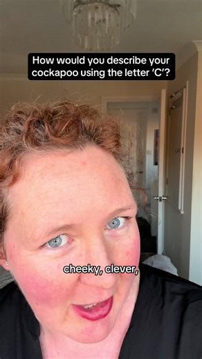 Cockerpoo owners I can’t believe I missed out curly coat and CUTE! 😆 #cockapoo #cockapoolife #cockerpoo #dogtok #puppies