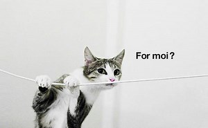 How Do You Protect Oxygen Tubing from a Cat?