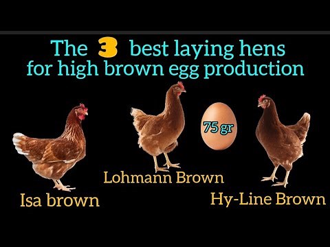 The 3 MOST PRODUCTIVE Brown Egg Laying Hens! Lohmann Brown, Isa Brown and Hy-Line Brown?
