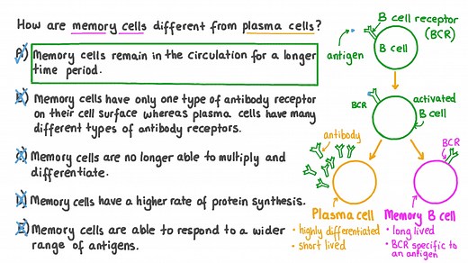 Describing the Difference between Memory Cells and Plasma Cells