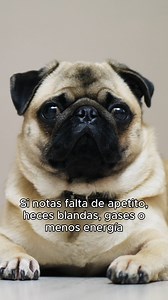 Cambios en el apetito, digestión sensible o menos energía pueden aparecer después de diciembre 🎄 Ajustar su rutina y cuidados a tiempo ayuda a que empiece el año sano y equilibrado 🐾✨ | Petland México