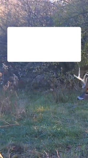 Doug on Instagram: "👉👉FOLLOW FOR MORE DAILY WHITETAIL STRATEGY ✅✅ THE JANUARY ADVANTAGE: January 3rd - Snow & Silence! 🗓️ ❄️ It’s the first Saturday of the New Year, and while most hunters have traded their bows for the couch, the woods have officially reached a state of “Total Transparency.” 🧠 The Strategy for Jan 3rd: 🤫 Saturday Stealth: The weekend crowds that usually flood the woods in November are gone. Pressure has plummeted, and for the first time in weeks, mature bucks are moving in