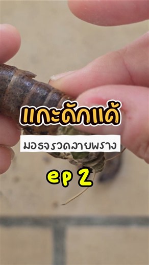 แกะเปลือกดักแด้ให้มอธจรวดลายพราง เพราะเค้าออกมาเองไม่ได้ ซึ่งเกิดได้จากหลากหลายสาเหตุนะ