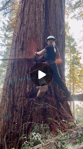 Katelyn Johnson on Instagram: "Some springboard action and the 42 for these foxy reds ✨ #treework #treefalling #timberfalling #timberfaller #redwoods #humboldtcounty #logging #helicopterlogging #stihl #stihlchainsaw #500i #femalefaller #arborist #femalearborist"