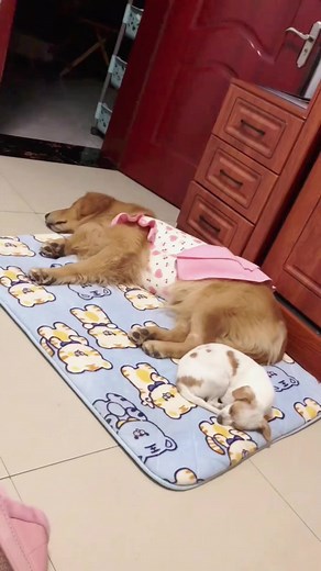 #dog #dogfunny #dogcute #doglover #goldenretriever #goldenretrieverpuppy #goldenretrieversoftiktok #dogsoftiktok #fy