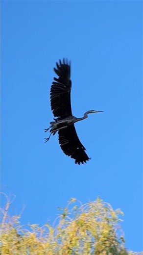 A GREAT BLUE HERON Flies Overhead At The Spokane River