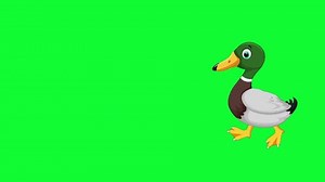2d Duck Cartoon Character Walking Greenbox Stock Footage Video (100% Royalty-free) 3698837703 | Shutterstock