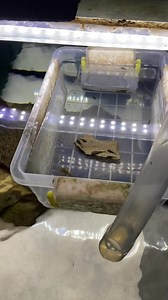 Some breeding boxes full of fry🙌 | Pleco Ceramics