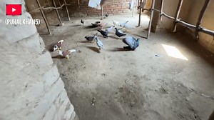 57K views · 4.6K reactions | چاچے سجاد کے فارسیل کبوتر 03457139816 | D G Khan Pigeon Vlogs | Facebook