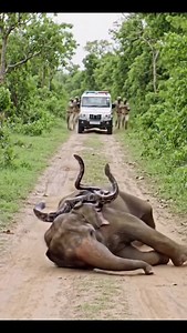 “Wild elephant enters village – Police and forest team conduct heart-wrenching rescue operation”#SnakeEatingApple #ShockingVideo #ViralSnake #NatureShock #Unbelievable #SnakeAttack #WildlifeViral | MGTC Farming