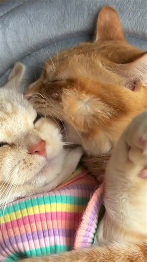 Watch these adorable cats doing the funniest things! From silly antics to heart-melting moments, these furry friends are sure to make your day. #cats #funnycats #cuteanimals #catsofinstagram #catlover #petlovers #catmemes #whiskerwednesday #cutecat #cute #pawsome #felinefriends #meowmoments #Saturday #catlife #furbaby #kittensofinstagram #purrfection #catvideo #petcomedy #crazycatlady #kittyplay #catsdaily #felinefursuit #kawaiicat #CatVibes #CatPerson #catcommunity | Cats world