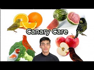 Starter Guide to Canary Care