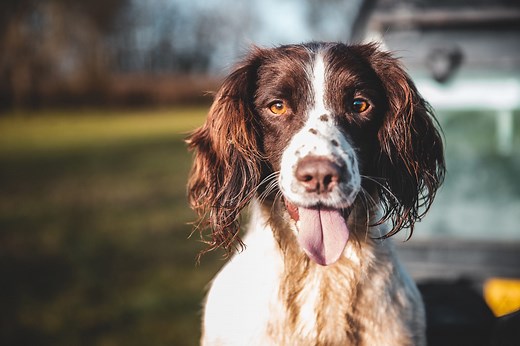 16 easiest dog breeds to train, according to experts